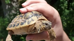 Како да се одреди возраста на landkin turtle